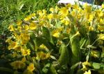 Cowslips (shrink)